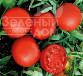 Насіння томатів ЮГ Б 169 F1 / UG B 169 F1,70-75 днів Насіння томатів ЮГ Б 169 F1 / UG B 169 F1,70-75 днів купити оптом і в роздріб в Україні за вигідною ціною