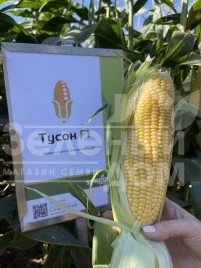 Семена кукурузы Тайсон F1 / Tyson F1,80 дней купить оптом и в розницу в Украине по выгодной цене