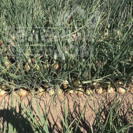 Цибуля ріпчаста Техас Грано / Texaz Grano, 80-85 днів Цибуля ріпчаста Техас Грано / Texaz Grano, 80-85 днів купити оптом і в роздріб в Україні за вигідною ціною