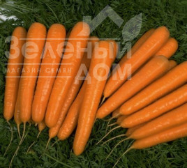 Насіння моркви Аперкат F1 / Appercat F1,110 днів Насіння моркви Аперкат F1 / Appercat F1,110 днів купити оптом і в роздріб в Україні за вигідною ціною