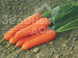 Насіння моркви Ступицька / Stupicka, 93-98 днів Насіння моркви Ступицька / Stupicka, 93-98 днів купити оптом і в роздріб в Україні за вигідною ціною