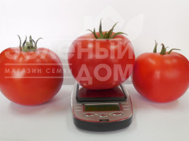 Насіння томатів Акела F1 / Akela F1,60-65 днів Насіння томатів Акела F1 / Akela F1,60-65 днів купити оптом і в роздріб в Україні за вигідною ціною