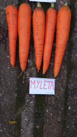 Насіння моркви Мулета F1 / Myleta F1,130 днів Насіння моркви Мулета F1 / Myleta F1,130 днів купити оптом і в роздріб в Україні за вигідною ціною