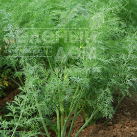 Насіння кропу Ділл Компакт / Dill Compact, 50-55 днів Насіння кропу Ділл Компакт / Dill Compact, 50-55 днів купити оптом і в роздріб в Україні за вигідною ціною