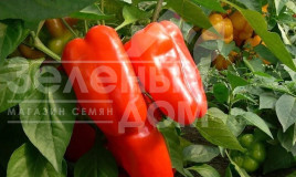 Насіння солодкого перцю Нова / Nova,60-70 днів Насіння солодкого перцю Нова / Nova,60-70 днів купити оптом і в роздріб в Україні за вигідною ціною