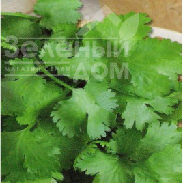 Насіння кінзи (коріандру) Амерікано / Americano Насіння кінзи (коріандру) Амерікано / Americano купити оптом і в роздріб в Україні за вигідною ціною