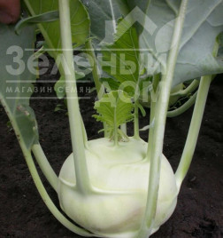 Насіння капусти кольрабі Дворана / Dvorana,40-50 днів Насіння капусти кольрабі Дворана / Dvorana,40-50 днів купити оптом і в роздріб в Україні за вигідною ціною
