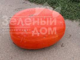 Насіння гарбуза Голіаш (Атлант) / Goliash (Atlant), 110-130 днів Насіння гарбуза Голіаш (Атлант) / Goliash (Atlant), 110-130 днів купити оптом і в роздріб в Україні за вигідною ціною