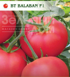 Насіння томатів Балабан F1 / Balaban F1 Насіння томатів Балабан F1 / Balaban F1 купити оптом і в роздріб в Україні за вигідною ціною