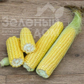 Насіння кукурудзи 3517 F1 / 3517 F1,75 днів Насіння кукурудзи 3517 F1 / 3517 F1,75 днів купити оптом і в роздріб в Україні за вигідною ціною