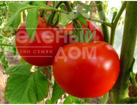 Насіння томатів Павліна / Pavlina,80-90 днів Насіння томатів Павліна / Pavlina,80-90 днів купити оптом і в роздріб в Україні за вигідною ціною