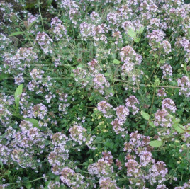 Насіння чебрецю (тим'ян) Чабрець / Thyme  Насіння чебрецю (тим'ян) Чабрець / Thyme  купити оптом і в роздріб в Україні за вигідною ціною