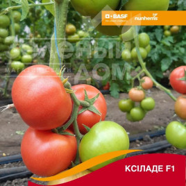 Насіння томатів Ксіладе F1 / Ksilade F1 Насіння томатів Ксіладе F1 / Ksilade F1 купити оптом і в роздріб в Україні за вигідною ціною