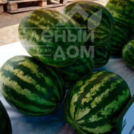 Насіння кавуна Сансвіт F1 / Sunsweet F1 Насіння кавуна Сансвіт F1 / Sunsweet F1 купити оптом і в роздріб в Україні за вигідною ціною