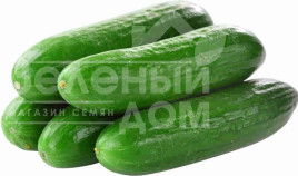 Насіння огірків Мева F1 / Mewa F1,40 днів Насіння огірків Мева F1 / Mewa F1,40 днів купити оптом і в роздріб в Україні за вигідною ціною