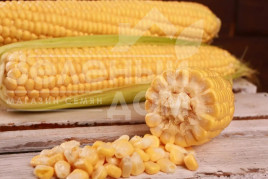 Насіння кукурудзи Канзас F1 / Kanzas F1, 65-68 днів Насіння кукурудзи Канзас F1 / Kanzas F1, 65-68 днів купити оптом і в роздріб в Україні за вигідною ціною