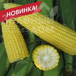 Насіння кукурудзи СВ 1514 F1 / SV 1514 F1, 80-82 дні Насіння кукурудзи СВ 1514 F1 / SV 1514 F1, 80-82 дні купити оптом і в роздріб в Україні за вигідною ціною
