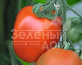 Семена томатов Бенито F1 / Benito F1,65-68 дней купить оптом и в розницу в Украине по выгодной цене