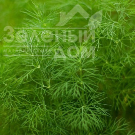 Насіння кропу Амброзія / Ambrosia Насіння кропу Амброзія / Ambrosia купити оптом і в роздріб в Україні за вигідною ціною