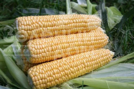 Насіння кукурудзи Аранка F1 / Aranka F1,65-70 днів Насіння кукурудзи Аранка F1 / Aranka F1,65-70 днів купити оптом і в роздріб в Україні за вигідною ціною