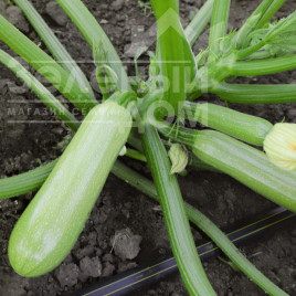 Насіння кабачків Йокі (КС 2446) F1 / Yoki (KS 2446) F1,40-45 днів Насіння кабачків Йокі (КС 2446) F1 / Yoki (KS 2446) F1,40-45 днів купити оптом і в роздріб в Україні за вигідною ціною