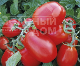 Насіння томатів 1510 F1 / 1510 F1, 110 днів Насіння томатів 1510 F1 / 1510 F1, 110 днів купити оптом і в роздріб в Україні за вигідною ціною