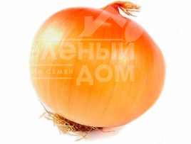 Цибуля ріпчаста Еталон Гранд F1 / Etalon Grand F1.110-115 днів Цибуля ріпчаста Еталон Гранд F1 / Etalon Grand F1.110-115 днів купити оптом і в роздріб в Україні за вигідною ціною