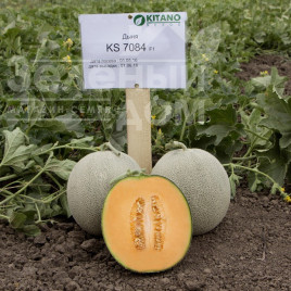 Насіння дині Севінта (КС 7084) F1 / Sevinta (KS 7084) F1,65-70 днів Насіння дині Севінта (КС 7084) F1 / Sevinta (KS 7084) F1,65-70 днів купити оптом і в роздріб в Україні за вигідною ціною