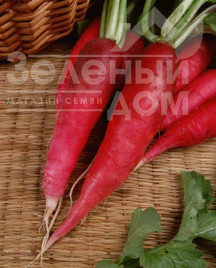 Насіння редьки Карміна / Karmina,40-45 днів Насіння редьки Карміна / Karmina,40-45 днів купити оптом і в роздріб в Україні за вигідною ціною