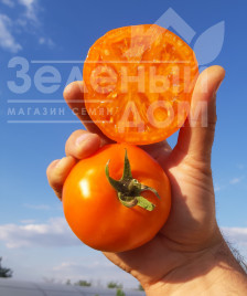 Насіння томатів Батур F1 / Batur F1, 65-70 днів Насіння томатів Батур F1 / Batur F1, 65-70 днів купити оптом і в роздріб в Україні за вигідною ціною
