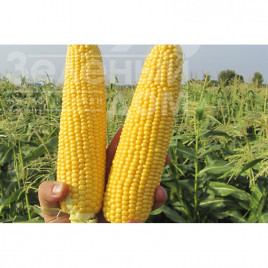 Насіння кукурудзи ГСС5649 F1 / GSS5649 F1,78 днів Насіння кукурудзи ГСС5649 F1 / GSS5649 F1,78 днів купити оптом і в роздріб в Україні за вигідною ціною